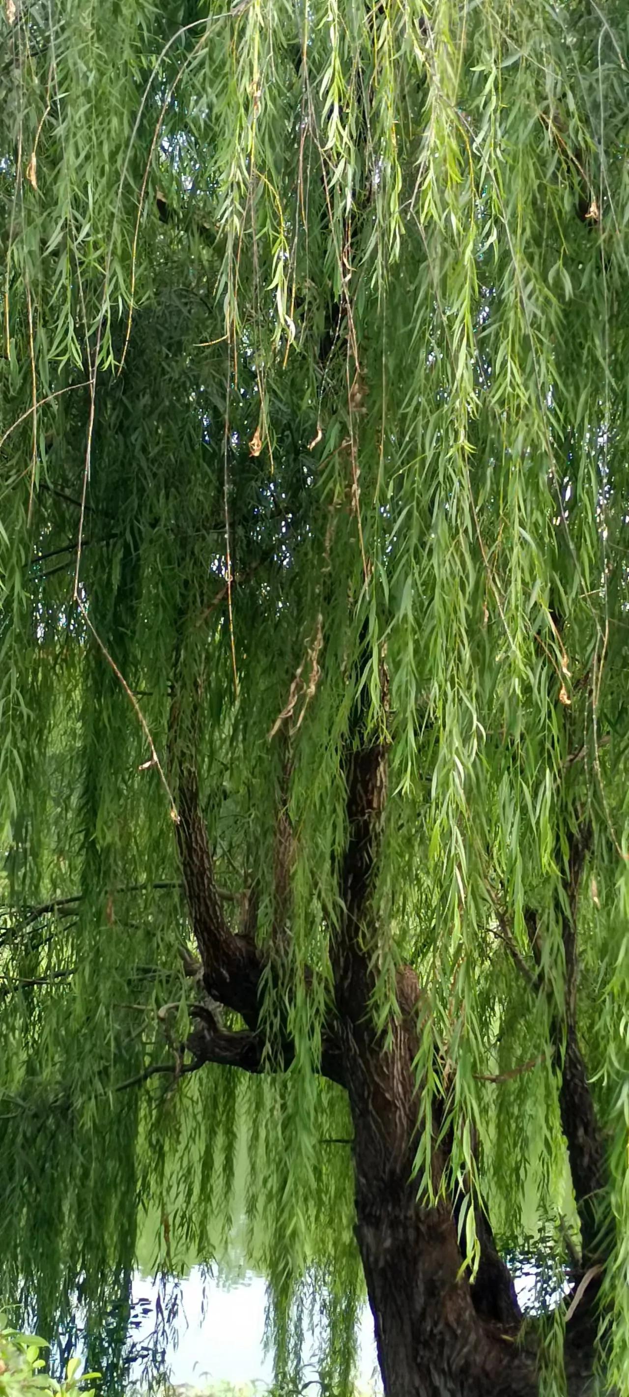 妤氭渤椋庢櫙,妤氭渤鏅壊