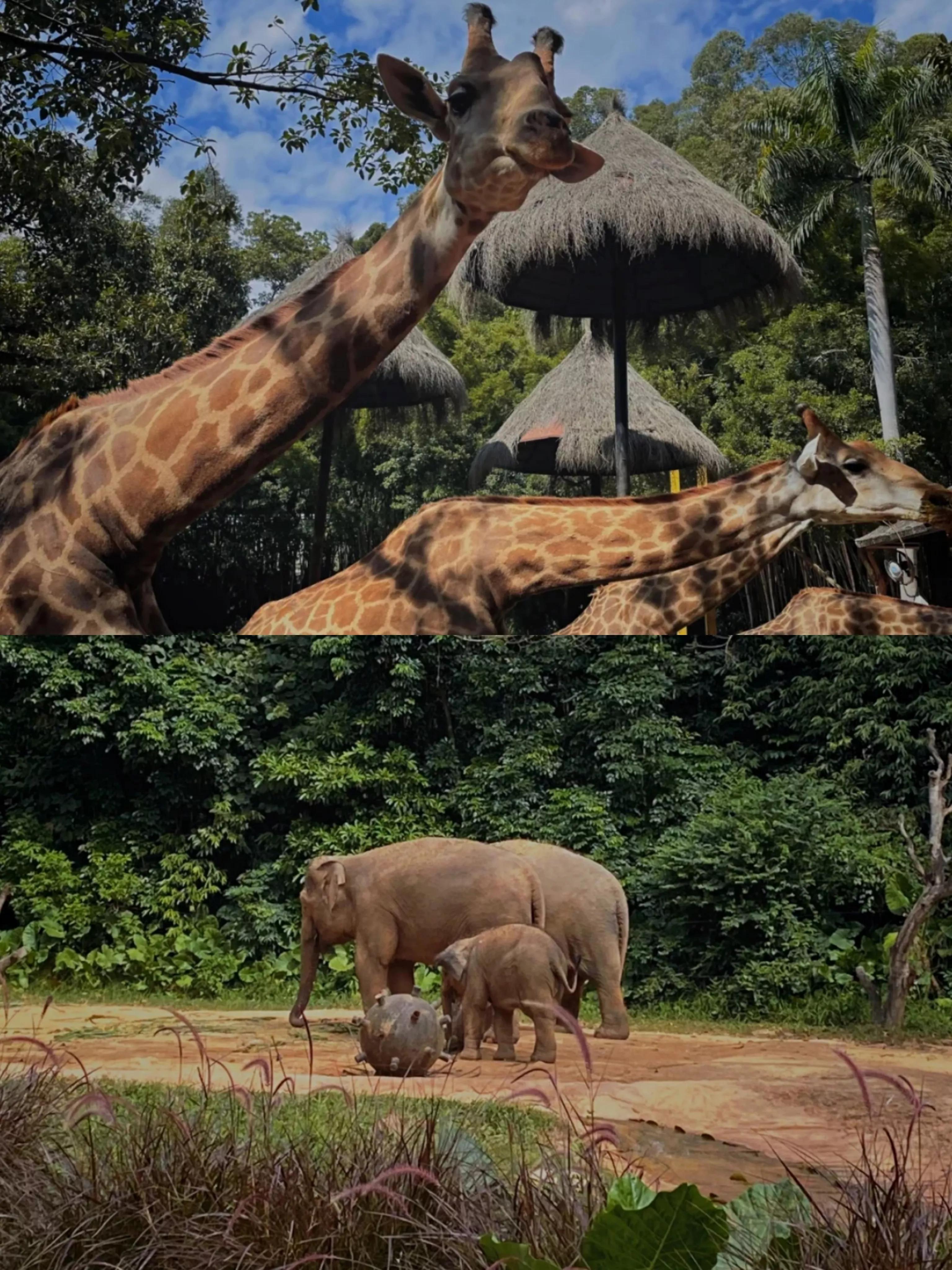 研学亲子游广州长隆野生动物园,长隆动物园攻略亲子游开车