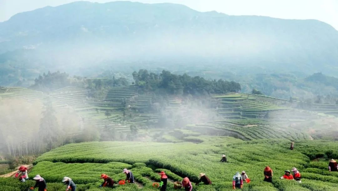 全国十大魅力茶乡有哪里,美丽的家乡茶乡