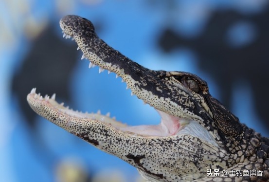 来自深海的鱼有哪些,我们常吃的没鳞的鱼有哪些