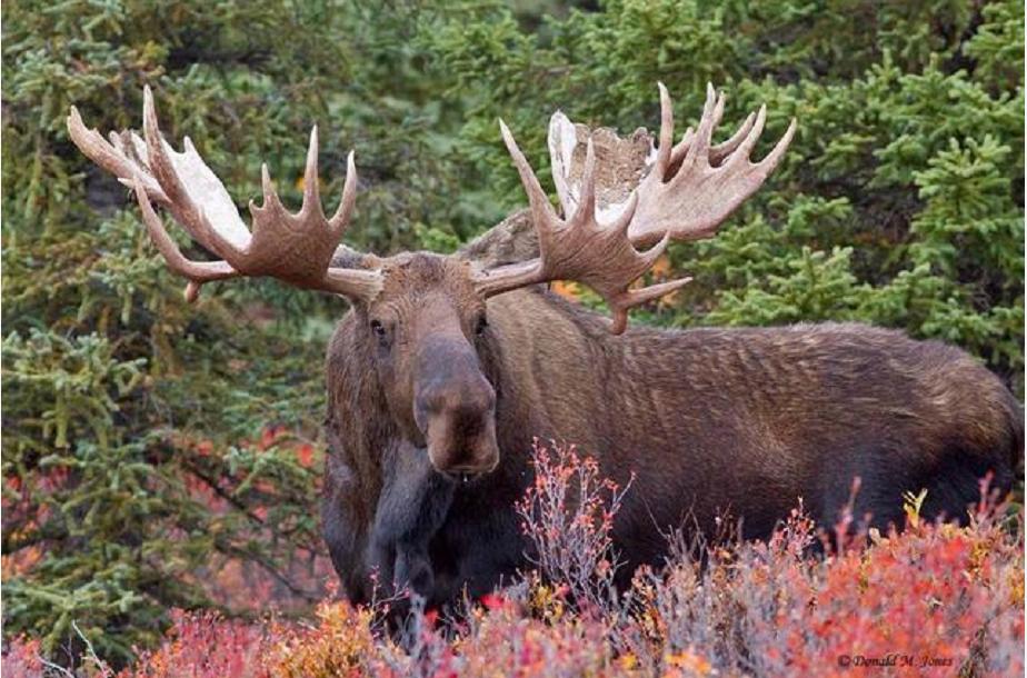 神奇动物中的山海经神兽有哪些,神奇动物中国山海经神兽