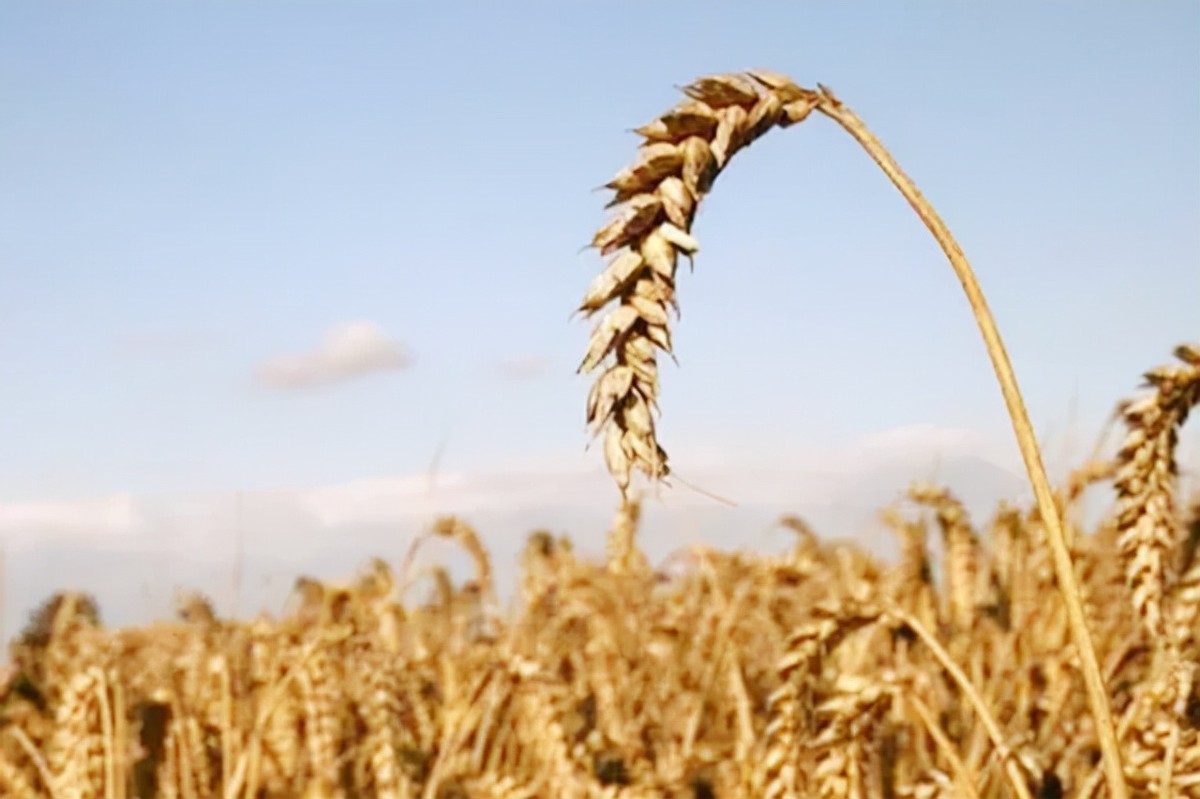 美国粮食比中国的便宜吗,美国与中国粮食产量对比