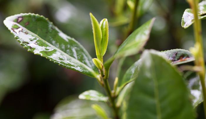 龙井一般放几年才能喝,西湖龙井明前龙井能放多久