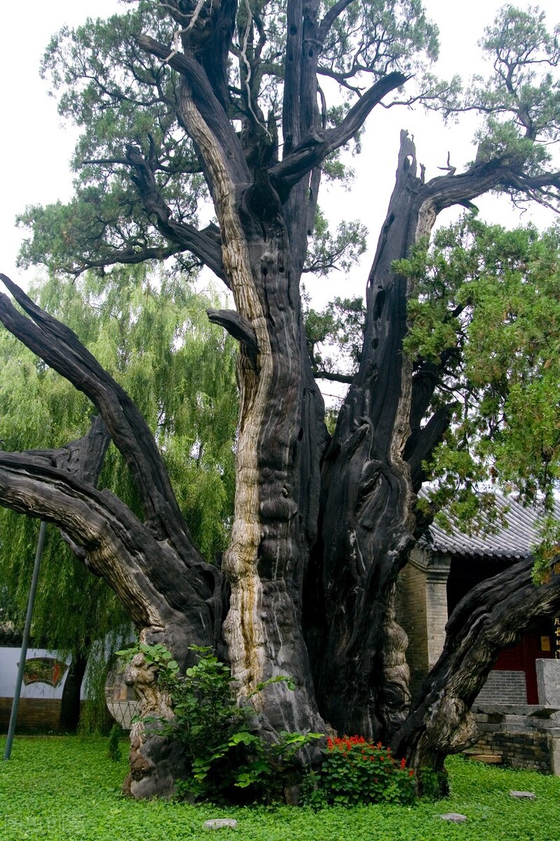 中国十大佛教名山排名图片,四大佛教名山哪个人气最大