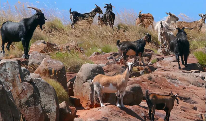 野猪的天敌都有哪些,野猪的天敌能打得过猎豹吗
