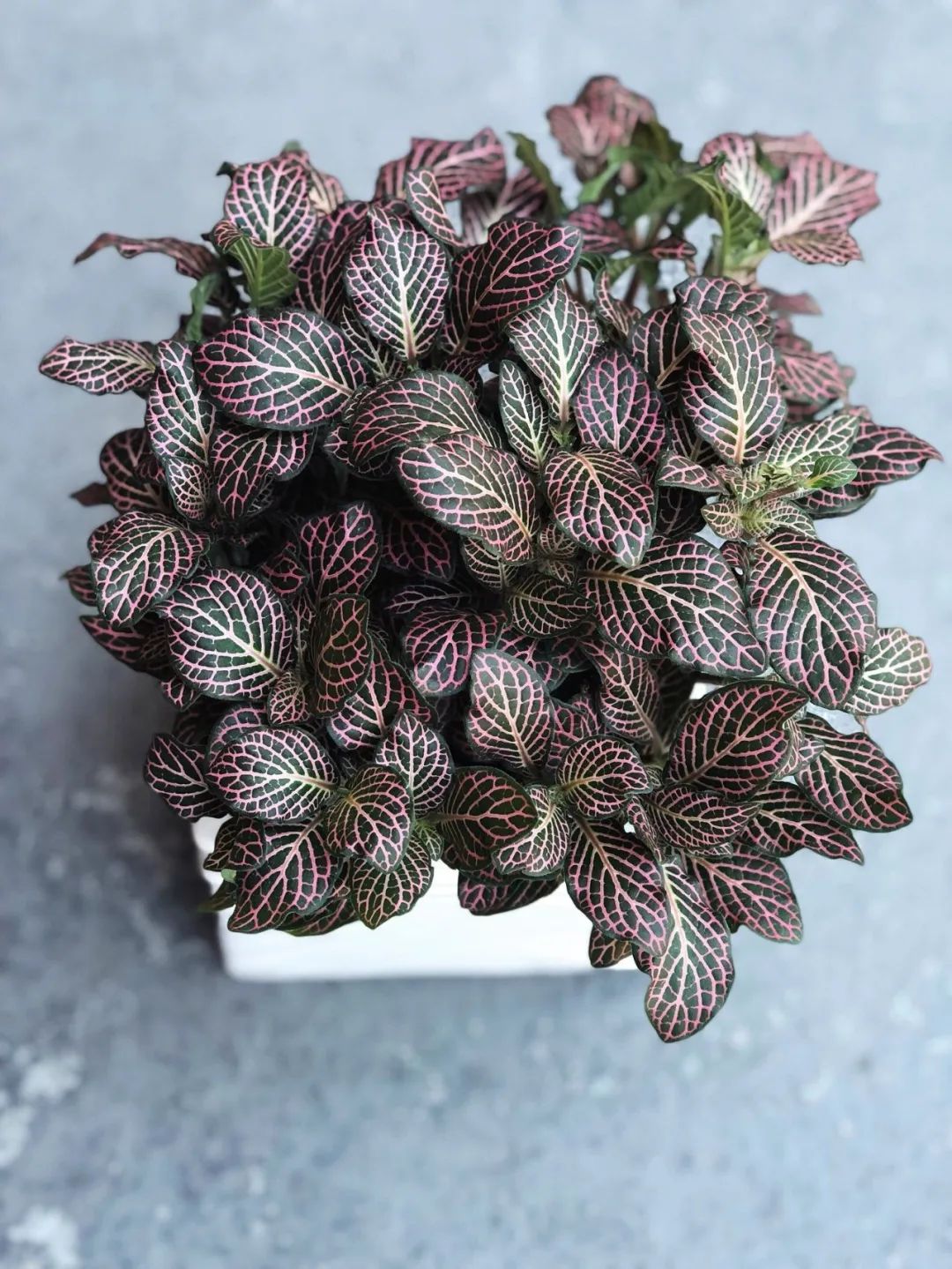 客厅好看的观赏花,小清新唯美油画花