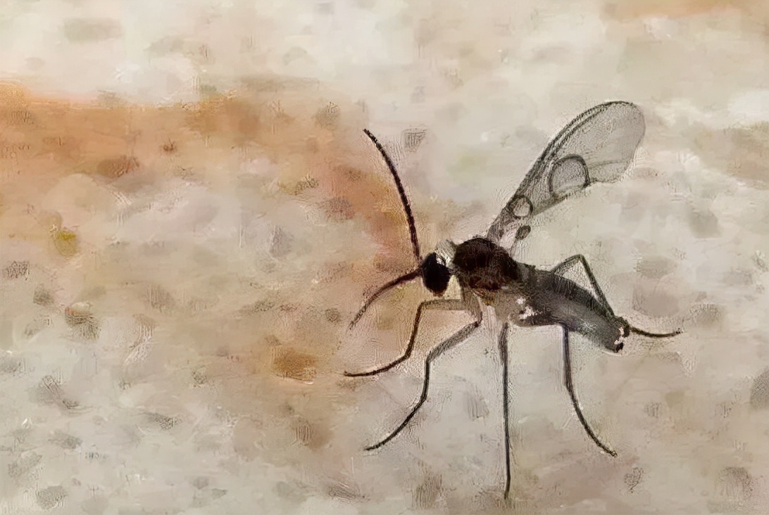 怎么杀花盆里的小黑飞最有效,消灭花盆里小黑飞最简单的方法