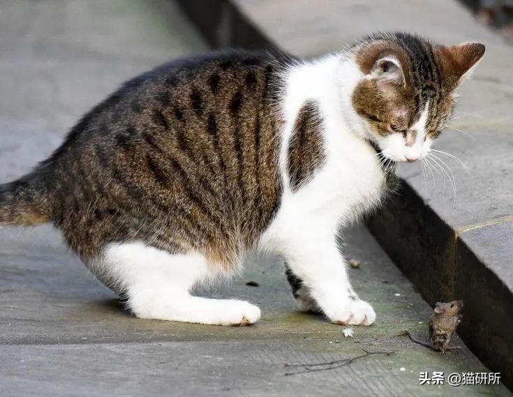 盘点那些有铁头功的猫咪 (盘点世界上那些有编制的猫咪)