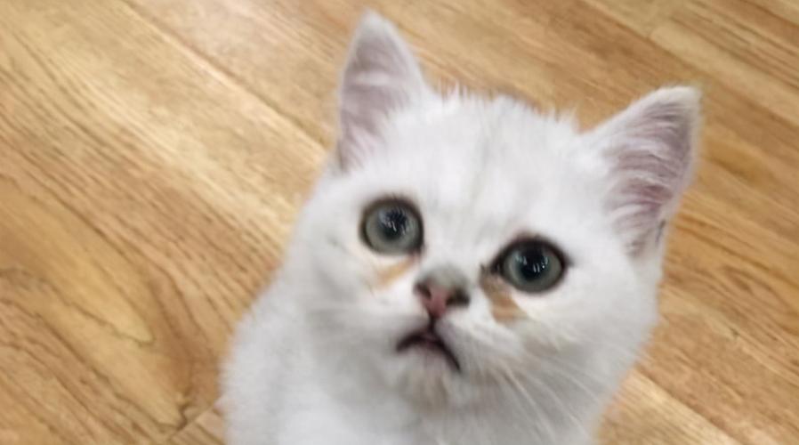 两个多月银渐层有泪痕正常吗,银渐层有耳螨泪痕严重怎么办