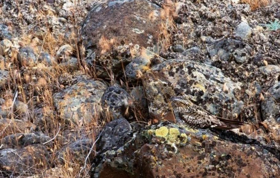 男子捡到怪鸟脖子,男子发现怪鸟在阳台脖子如纸片