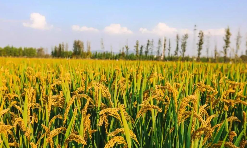 水稻种植大量排放温室气体,水稻释放甲烷