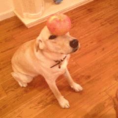 养狗首选的3种狗既便宜又好养,新手养狗什么狗比较便宜好养