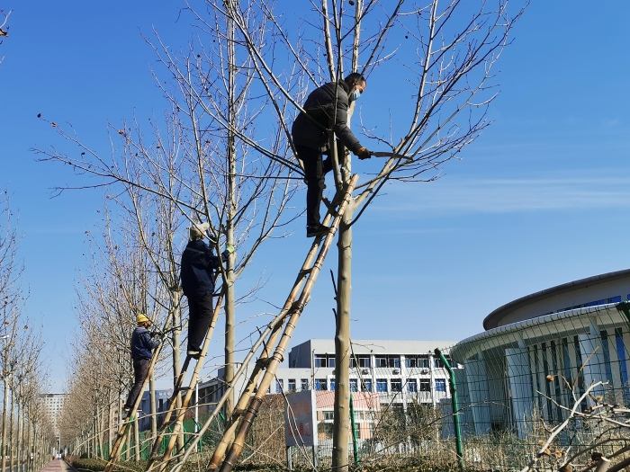 行道树补植方案,行道树病虫害防治标准