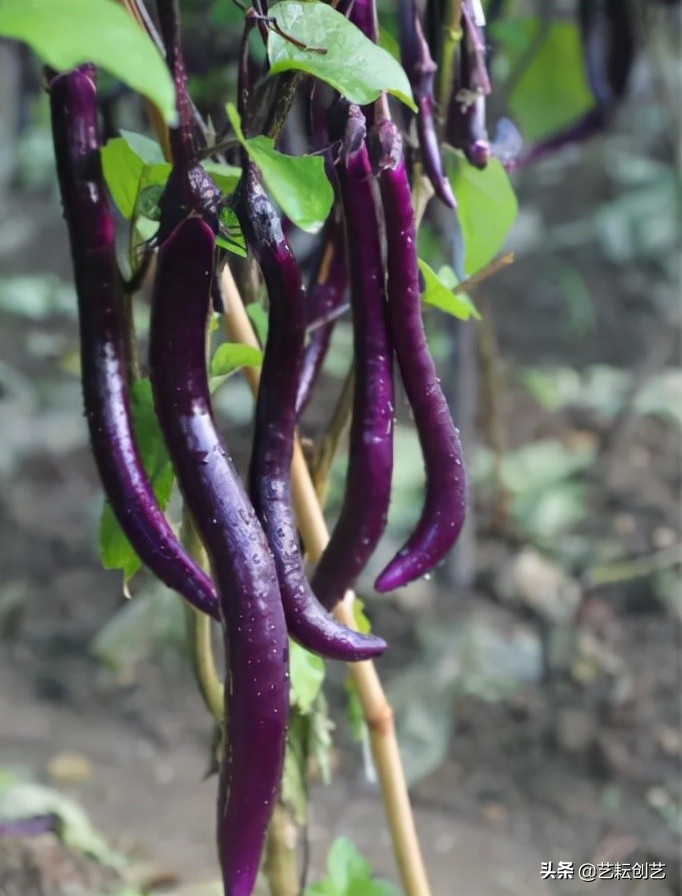 浙江省地理标志产品目录,全国地理标志农产品