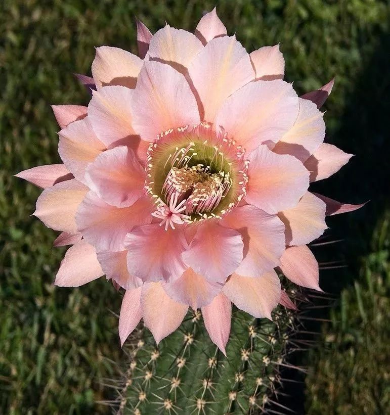 200种·仙人球开花图鉴，大开眼界，美到爆