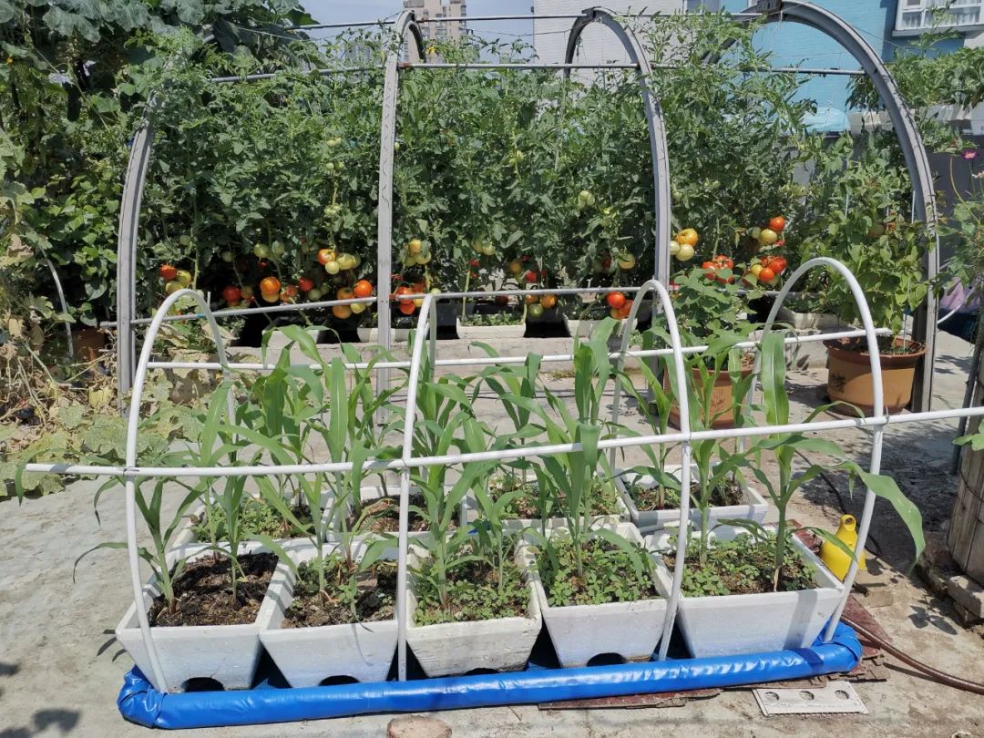 浅池二培,浅池厌氧