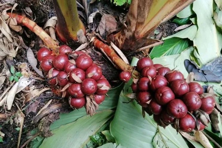 12种香料及分量,姜科植物的香料有哪些