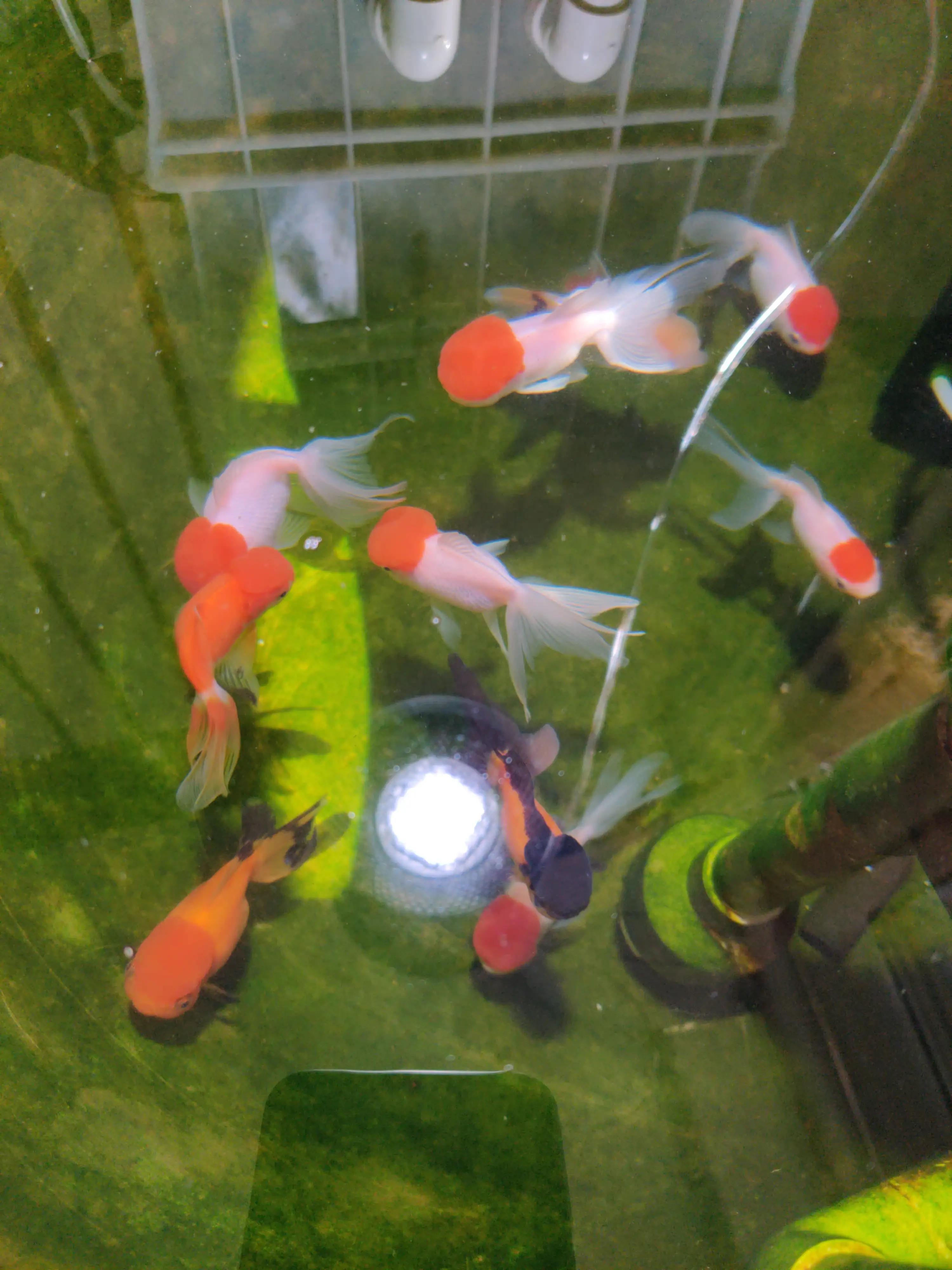 兰寿喂的挺多的为啥还是啃绿苔,绿苔养兰寿好还是绿水养兰寿好