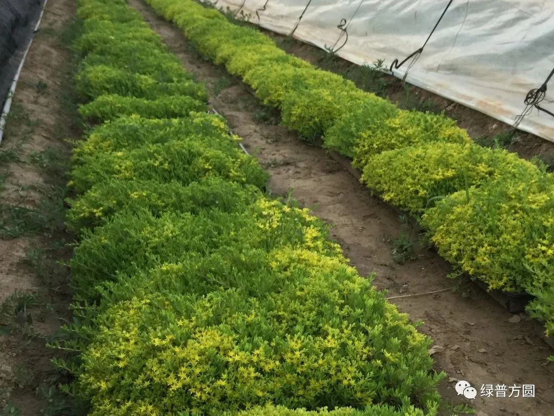 垂盆草在花境中的应用,垂盆草的功效与应用