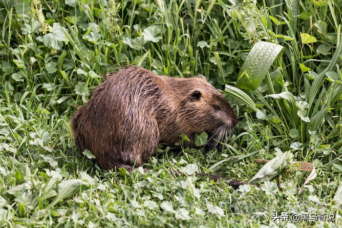 美国用吃解决的物种入侵,中国怎么反倒不行了?让17公斤巨鼠泛滥