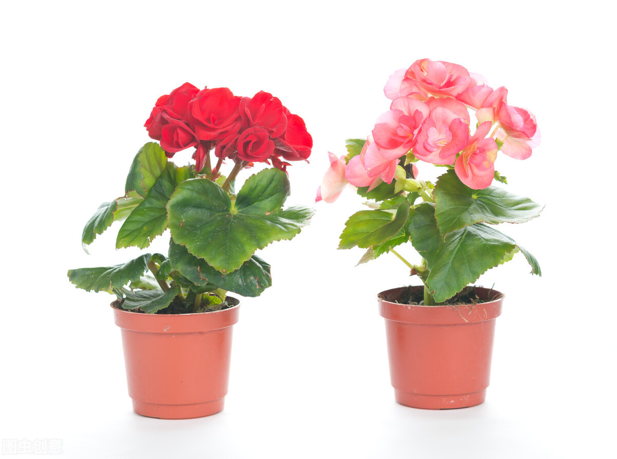 太实用了！45种常见植物养殖方法大全