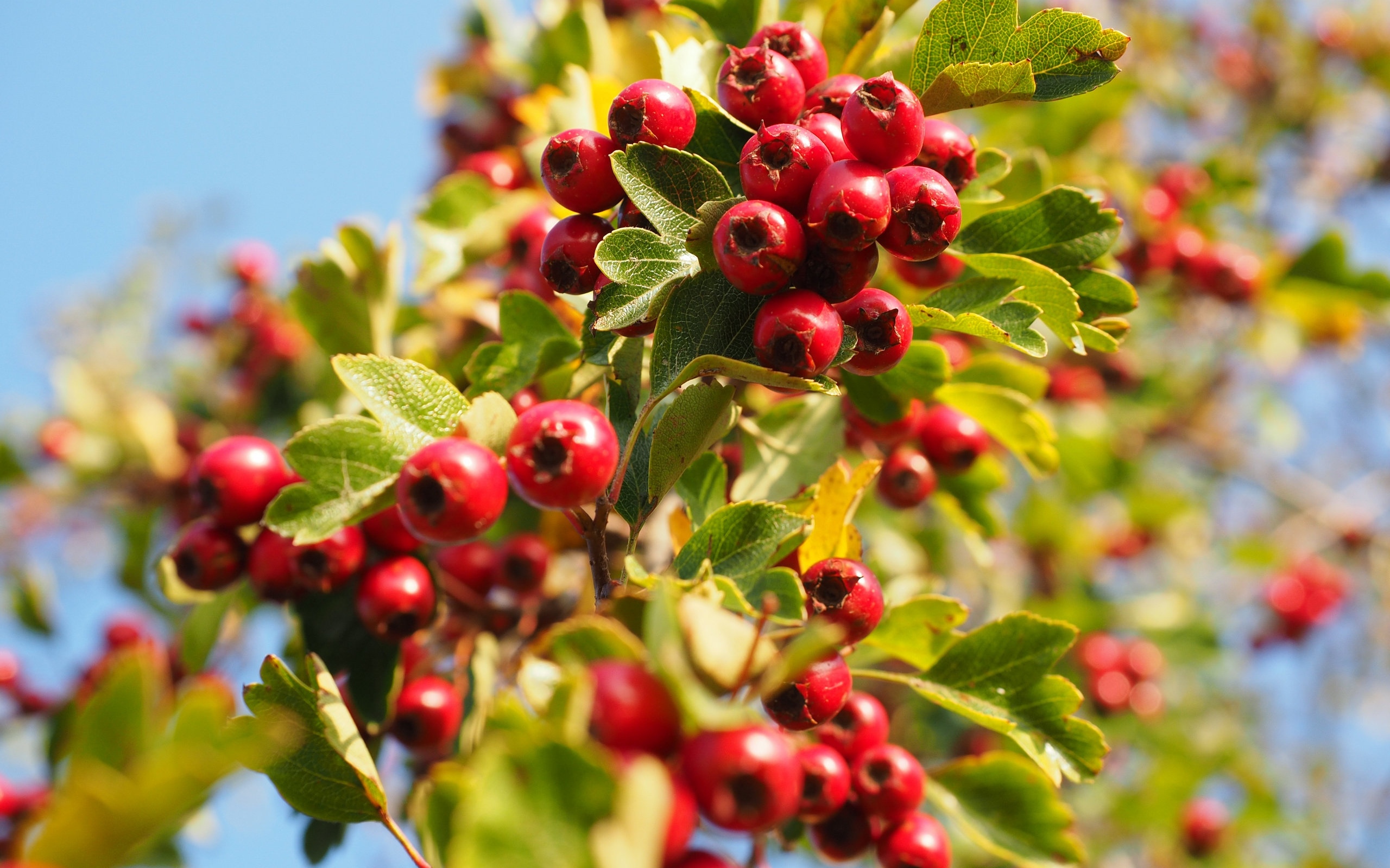 有五种水果是糖尿病人的大忌,适宜糖尿病患者吃的十种水果