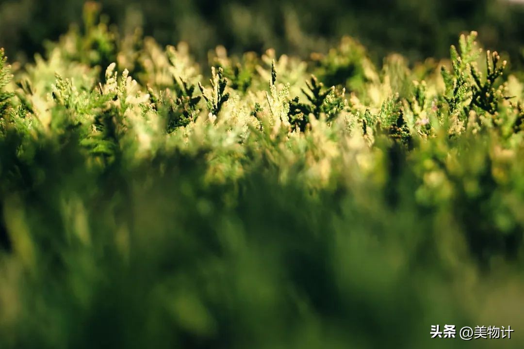 谷雨拥抱最后的一抹春色,谷雨阅尽春色万象更新