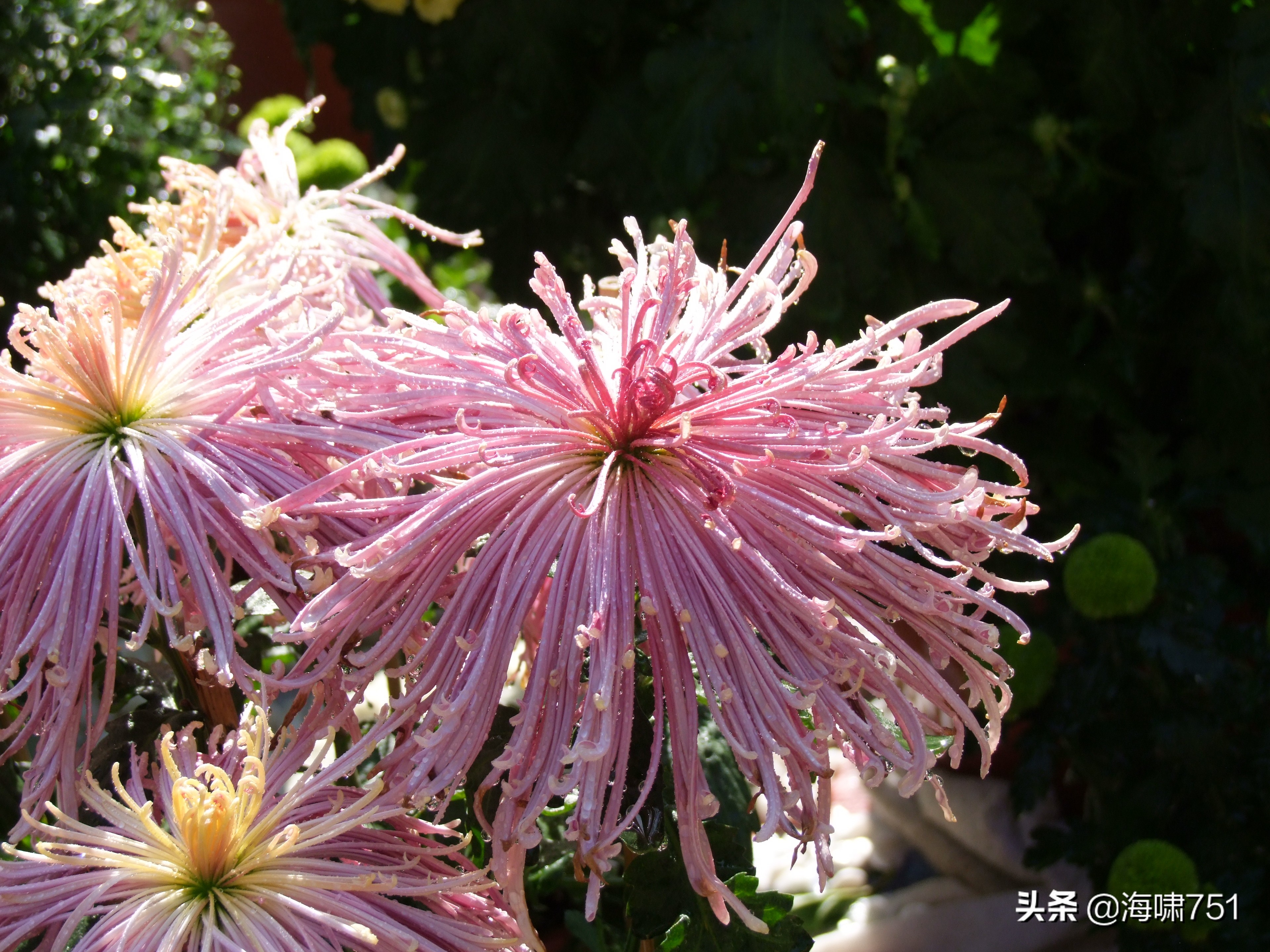 黄花岗公园开放时间,黄花岗公园停车