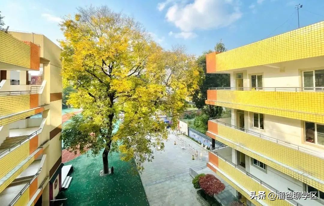 一校三区→一校五区？从不设分校的“金花学校”要爆发？