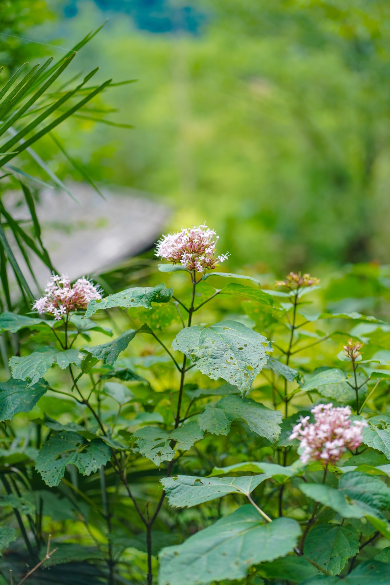 毕节油杉河景区,贵州夏季的避暑景点