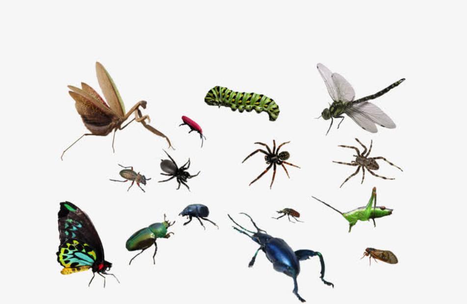 五毒之一的蜈蚣为什么怕公鸡,公鸡为什么能打败蜈蚣