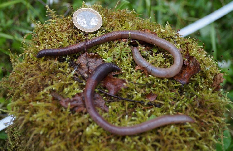 野生蚯蚓利益链从未终断？广东再现电蚯蚓，暴利下隐藏着什么危机