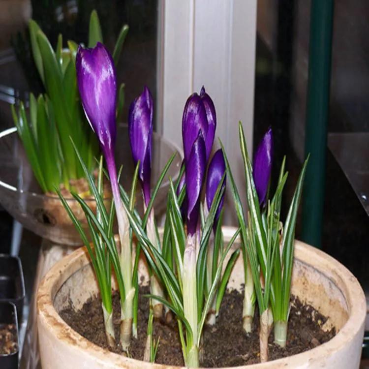 春夏之交，越来越多的花含苞欲放，这一百种娇媚蓓蕾真是美不胜收