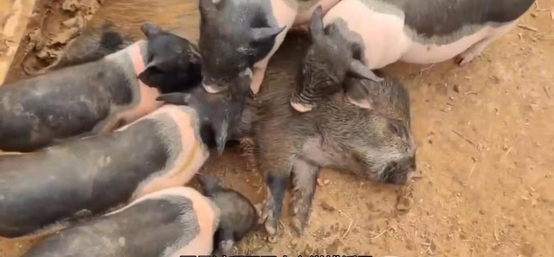 90后小伙回农场投资百万种果园,70后大叔创造奇迹种地赚100万