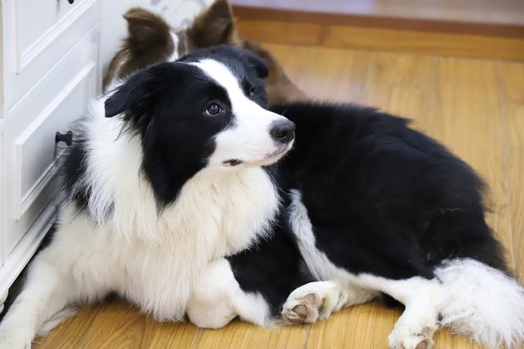 禁养的狗怎么养,39种中华田园犬城市禁养的狗