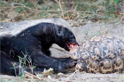 草原小霸王蜜獾,蜜獾那么凶猛真实的战斗力咋样