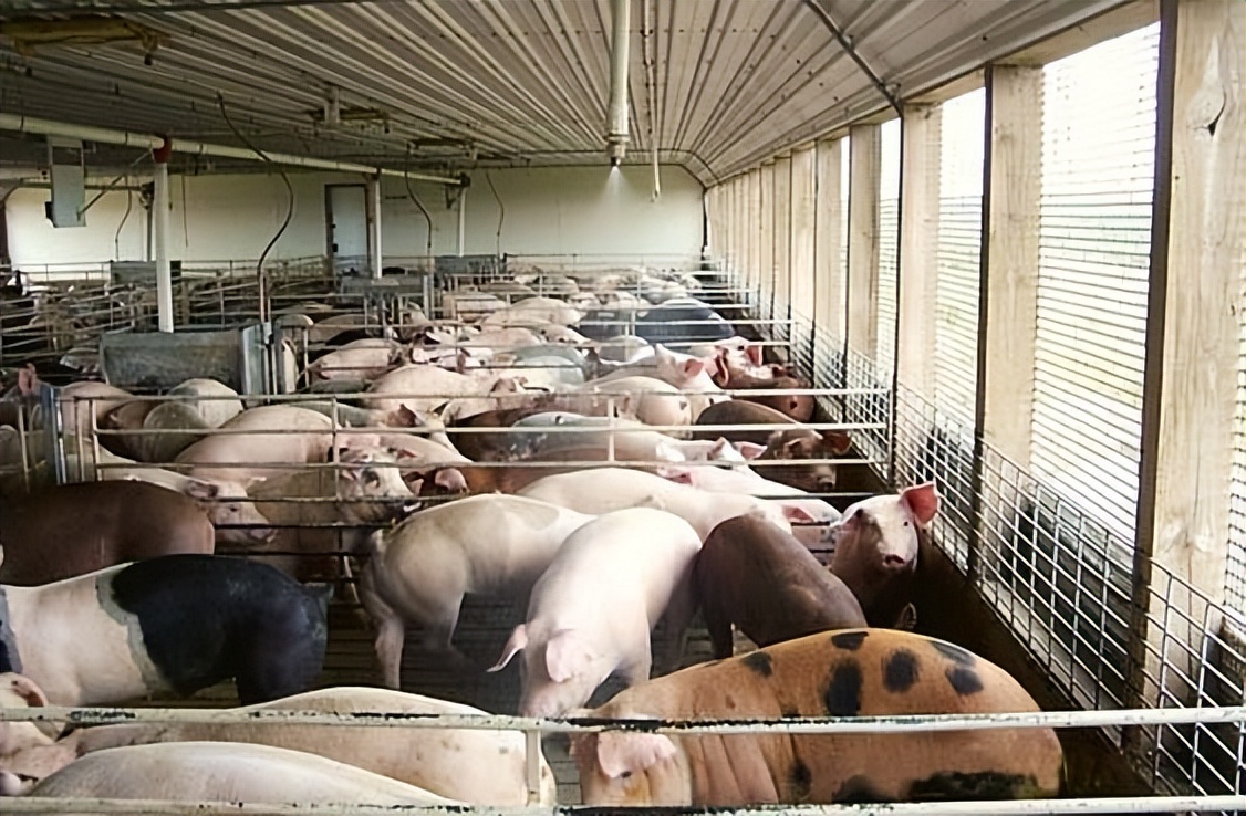 猪舍防暑降温的最佳方法,冬季养猪场怎么通风与保暖