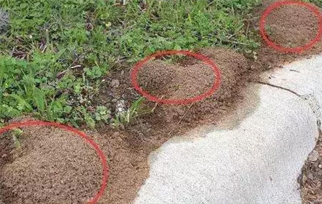 农业绿色植保技术,农业植保技术推广