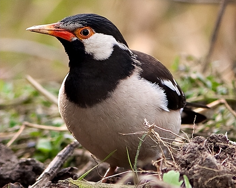 所有鸟图片大全大图,50张最佳鸟类摄影作品