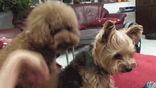 泰迪恨主人五种表现,泰迪有什么坏心思视频