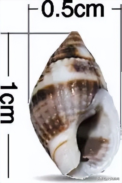 女子吃两捧海螺心跳骤停,浙江女子吃两大捧海螺心跳骤停