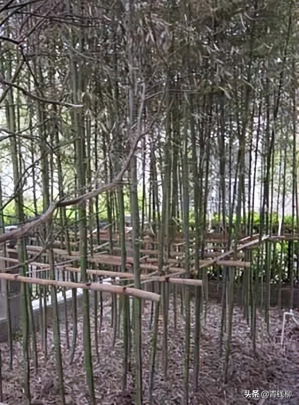 楠竹栽培和管理,楠竹全冠栽植技术及养护管理
