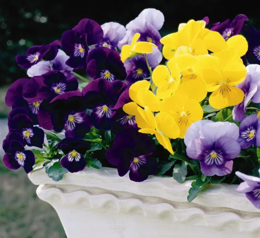 买花避开哪里,买花避坑指南