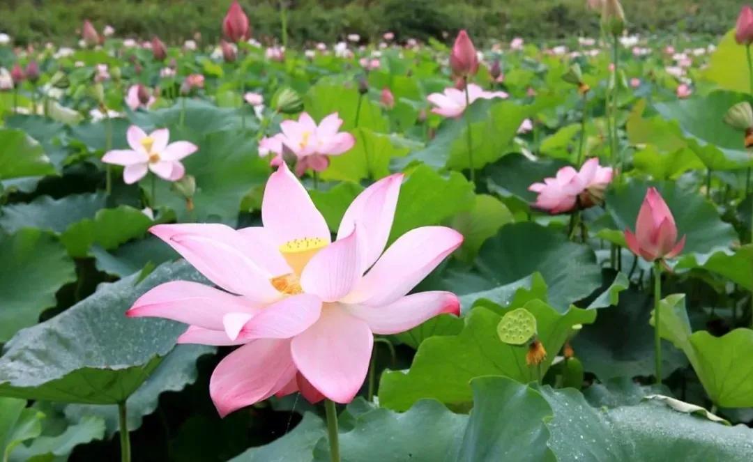 从化草埔村荷花游记,从化小杉村游玩攻略油菜花