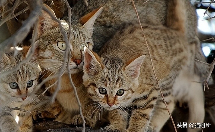 英短猫和美短哪个好养,英短跟美短猫咪