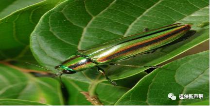 蛀干害虫为害症状识别,什么是蛀干害虫