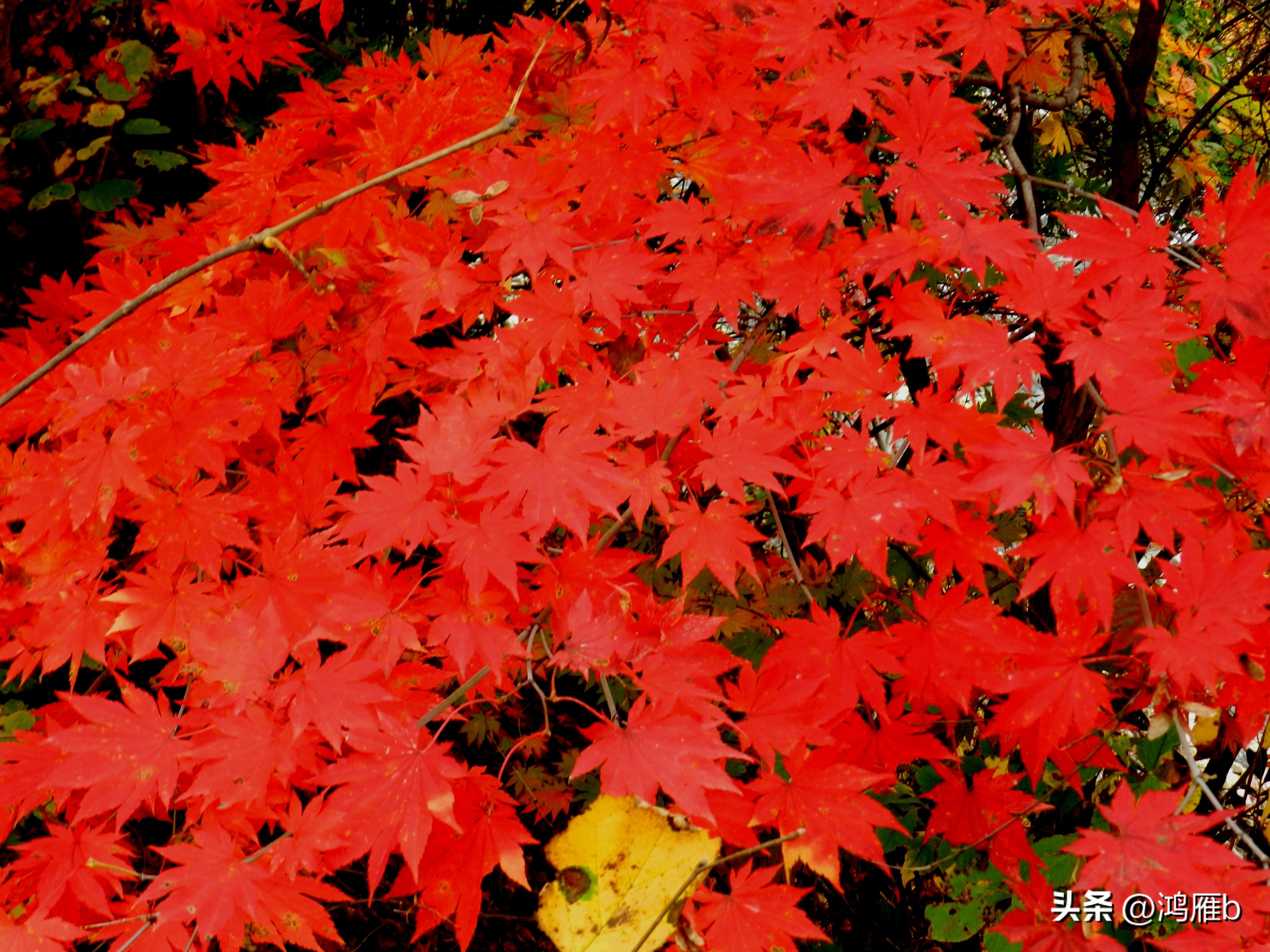 本溪温泉汤沟门票价格,本溪花溪沐枫雪温泉小镇