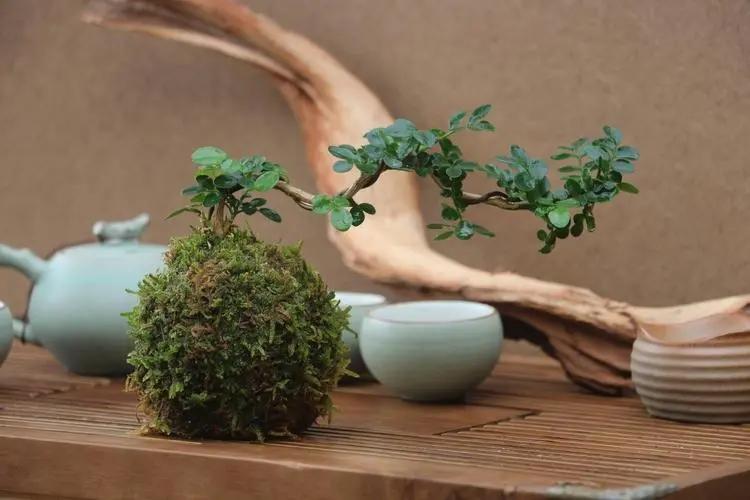 福建安溪铁观音茶叶兰花香,新茶安溪铁观音茶叶高山乌龙茶