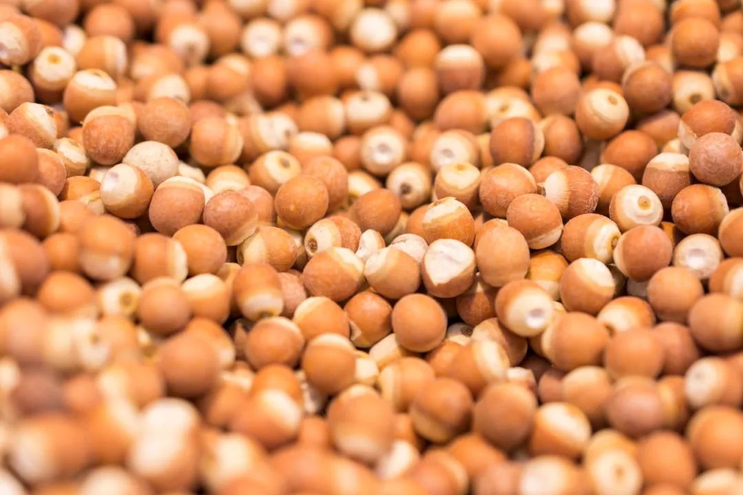 芡实除哪里的湿,芡实什么季节最好吃