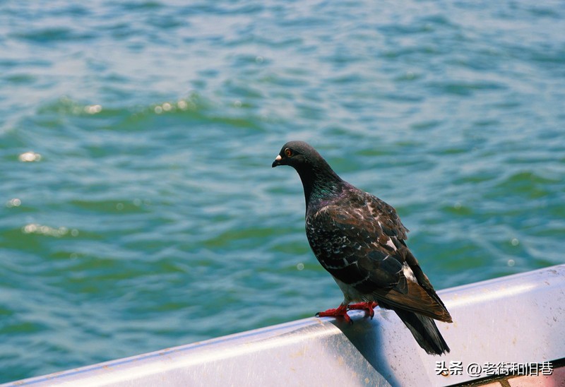 罗生门和黄粱梦,罗生门香港live